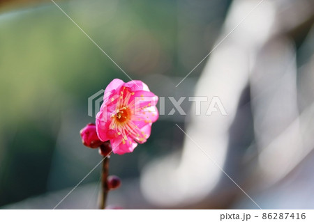 待ちに待ったコウバイ（紅梅）の開花 86287416