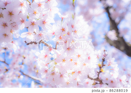 桜満開 86288019