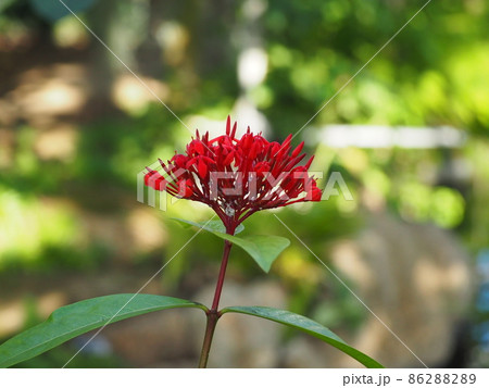 サンタンカ 86288289