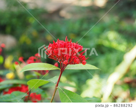 サンタンカ サンタンカ 86288292