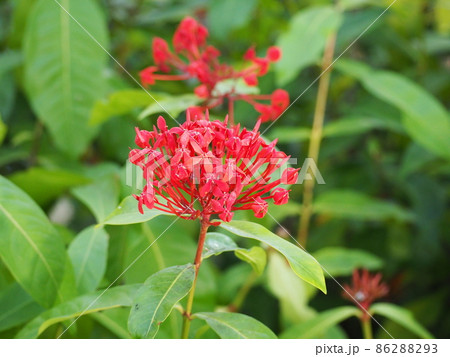 サンタンカ サンタンカ 86288293