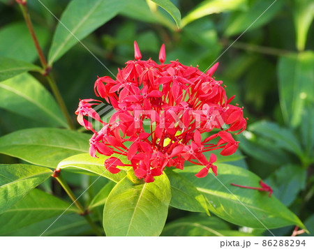 サンタンカ 86288294