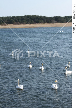 六ヶ所村の尾駮沼 86288375