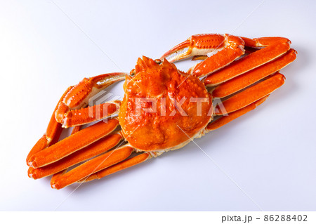 ズワイガニ　食材 86288402