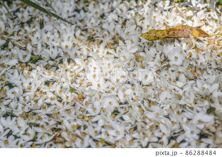 花模様 花模様 86288484