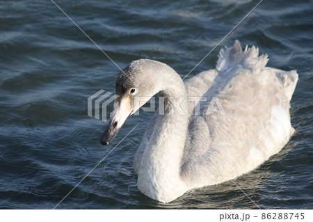 六ヶ所村の尾駮沼 86288745