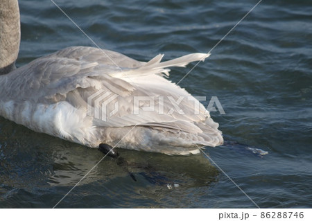 六ヶ所村の尾駮沼 86288746