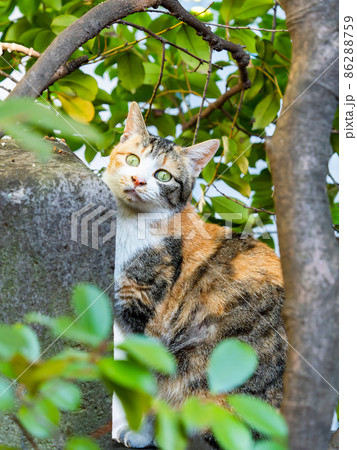 木陰の三毛猫のかわいいポーズの写真素材 [86288759] - PIXTA