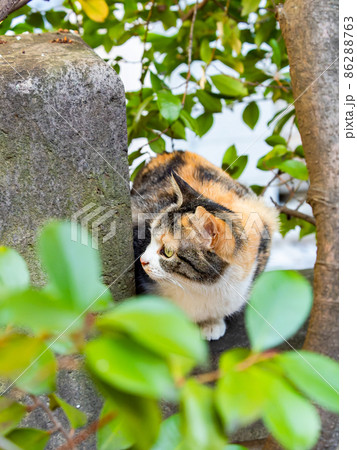 緑の木と三毛猫さん2 【公式通販】