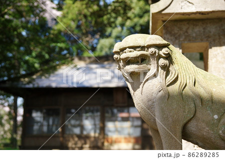 平塚鳥見神社の狛犬（江戸流れ）／千葉県白井市 86289285