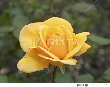 薔薇 86289287