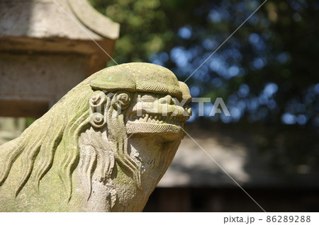 平塚鳥見神社の狛犬（江戸流れ）／千葉県白井市 86289288