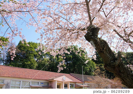 白井市立白井第二小学校平塚分校の満開の桜（千葉県白井市） 86289289