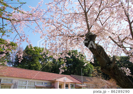 白井市立白井第二小学校平塚分校の満開の桜（千葉県白井市） 86289290
