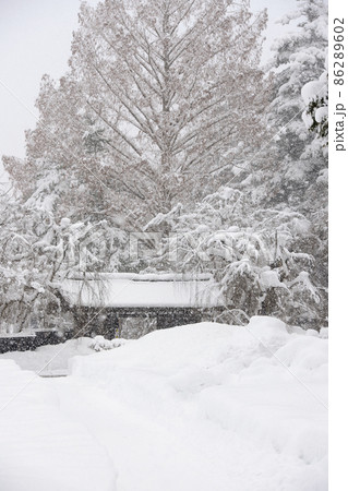 雪降りしきる武家屋敷 角館 雪降りしきる武家屋敷 角館 86289602