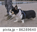 砂浜を散歩する黒いコーギー犬と飼い主の足元 86289640