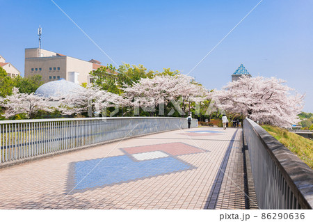 東京都立大学　南大沢キャンパス前の桜並木 86290636