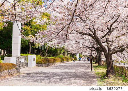 東京都立大学 南大沢キャンパス前の桜並木 東京都立大学 南大沢キャンパス前の桜並木 86290774