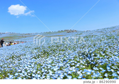 ネモフィラ・ひたち海浜公園見晴らしの丘 86290990
