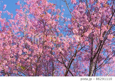 Sakura cherry flowers blossom trees of Phu Lom Lo national park, Phu Hin Rong Kla National Park, Thailand. Natural landscape background. Pink color in spring season. 86291110
