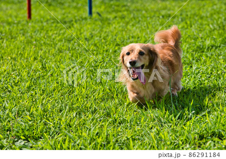 ドッグランで遊ぶミニチュアダックスフント 86291184