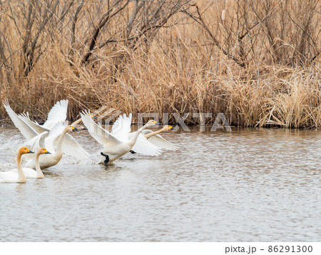 白鳥のいる冬の菅生沼の景色　オオハクチョウ　飛び立ち 86291300