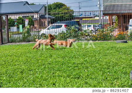 ドッグランで遊ぶミニチュアダックスフントとトイプードル ドッグランで遊ぶミニチュアダックスフントとトイプードル 86291407