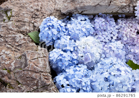 あじさいの花、神社の花手水 86291765
