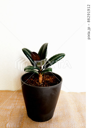 観葉植物　フィカス・エラスティカ・バーガンディ鉢植 86291912
