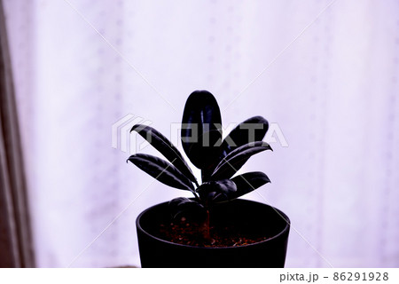 観葉植物 フィカス・エラスティカ・バーガンディ鉢植 観葉植物 フィカス・エラスティカ・バーガンディ鉢植 86291928