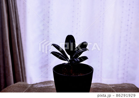観葉植物　フィカス・エラスティカ・バーガンディ鉢植 86291929