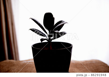 観葉植物 フィカス・エラスティカ・バーガンディ鉢植 観葉植物 フィカス・エラスティカ・バーガンディ鉢植 86291948