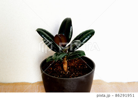 観葉植物　フィカス・エラスティカ・バーガンディ鉢植 86291951
