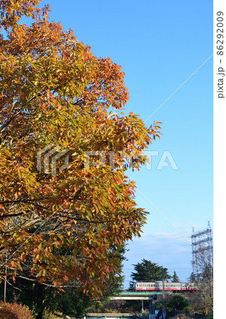 紅葉の木と西武多摩川線101系電車(赤電) 紅葉の木と西武多摩川線101系電車(赤電) 86292009