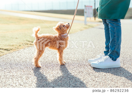 愛犬と遊ぶエプロン姿の女性(道路) 愛犬と遊ぶエプロン姿の女性(道路) 86292236