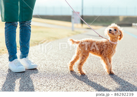 愛犬と遊ぶエプロン姿の女性(道路) 愛犬と遊ぶエプロン姿の女性(道路) 86292239