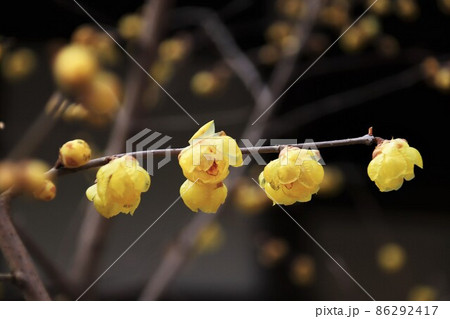 蝋梅の花 86292417