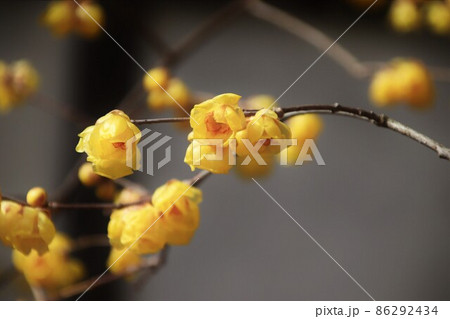蝋梅の花 蝋梅の花 86292434