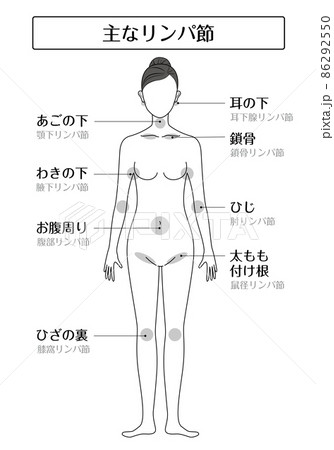 主なリンパ節イラスト 86292550