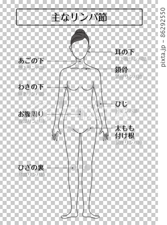 主なリンパ節イラスト 86292550