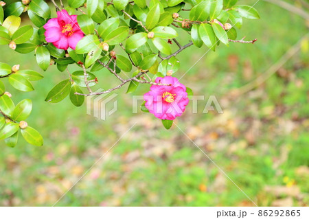 サザンカの花 サザンカの花 86292865