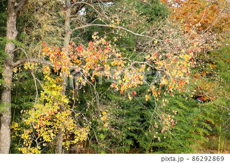 ナンキンハゼの木 86292869