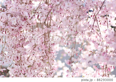 しだれ桜 86293000
