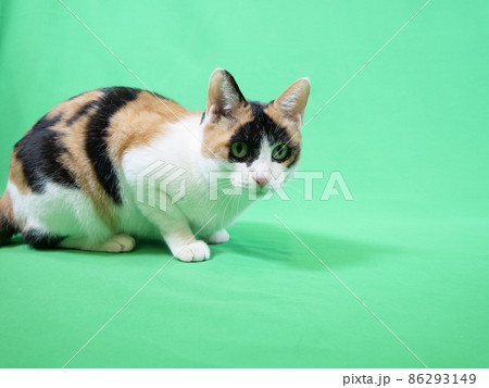 三毛猫 三毛猫 86293149