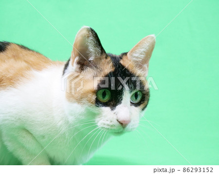 三毛猫 三毛猫 86293152