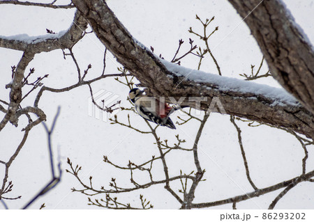 アカゲラ＿赤啄木鳥＿キツツキ科＿きつつき科 86293202