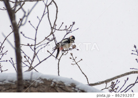 アカゲラ＿赤啄木鳥＿キツツキ科＿きつつき科 86293207