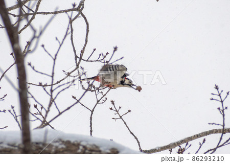 アカゲラ＿赤啄木鳥＿キツツキ科＿きつつき科 86293210