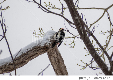 アカゲラ＿赤啄木鳥＿キツツキ科＿きつつき科 86293217