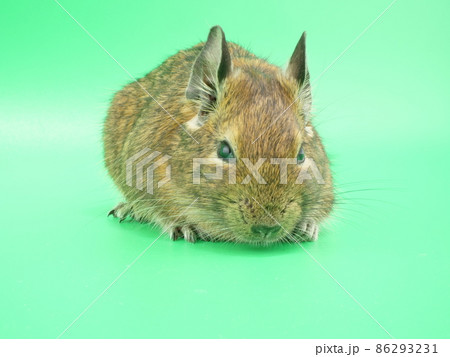 伏せているような体勢のデグー 86293231